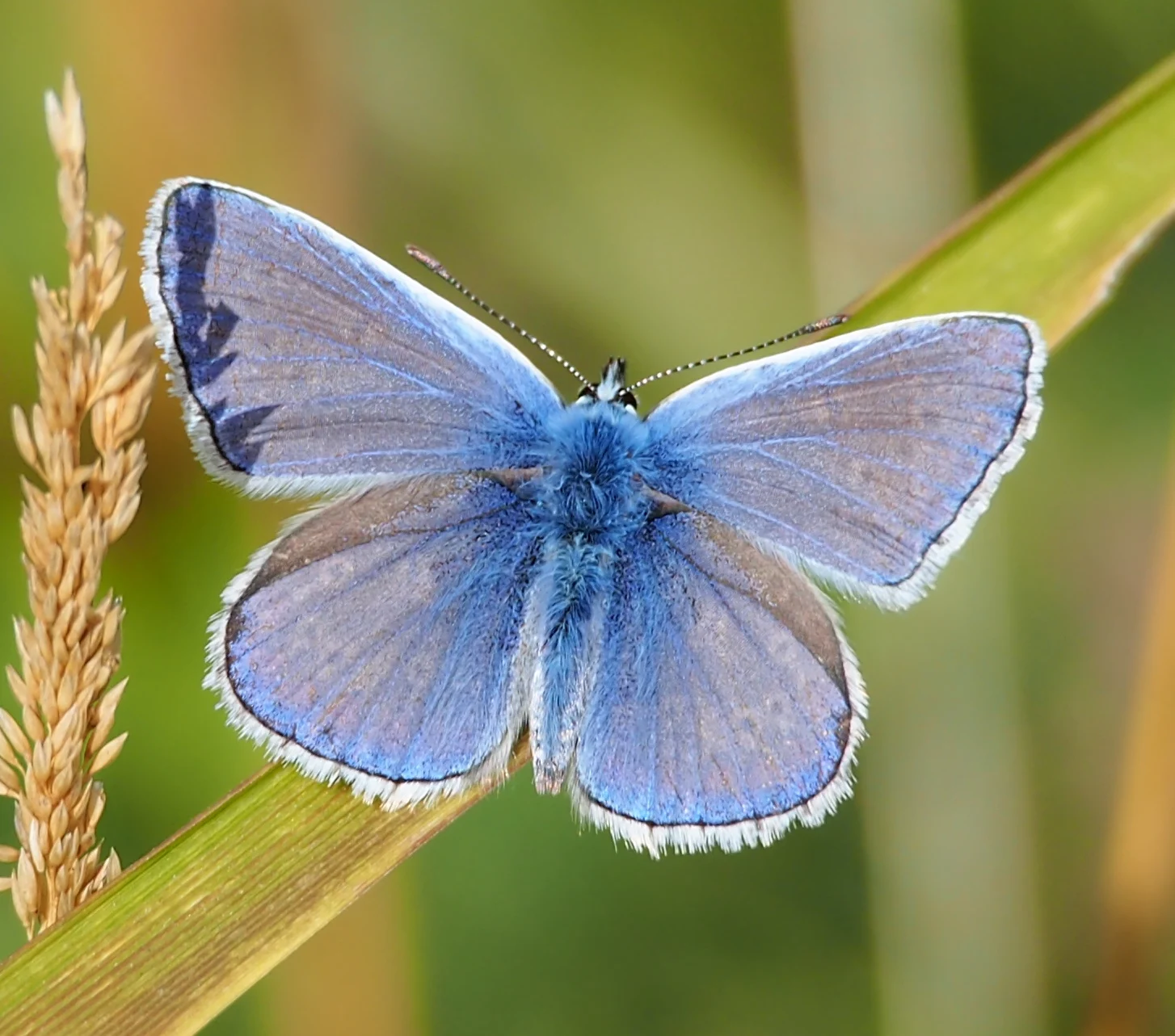 Bläuling mit geöffneten blauen Flügeln auf einem Grashalm – Artporträt